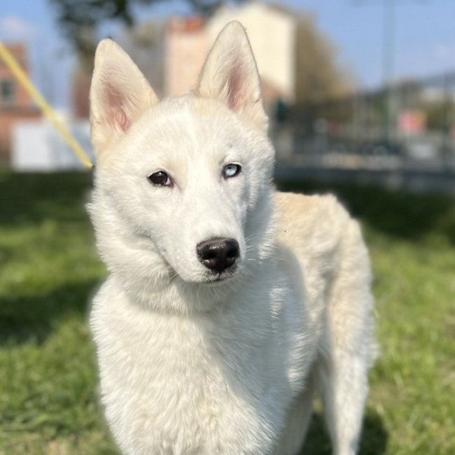 Photo de Laika