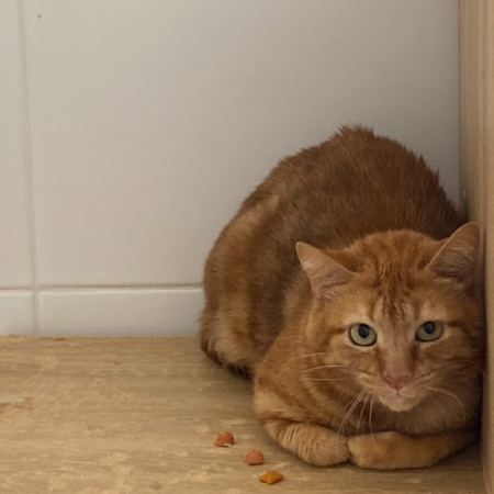 Photo de Minou