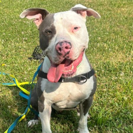 Blue - Chien Bouledogue Américain à adopter
