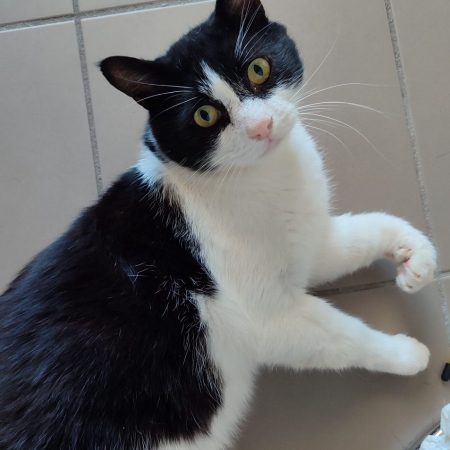 Baloo - Chat à adopter