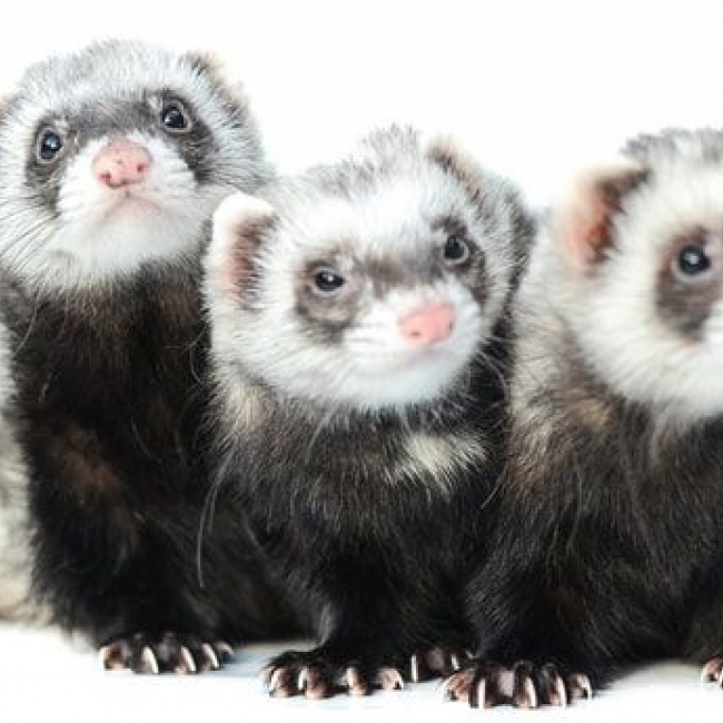 Photo de Vicky, Violette, Vanille 