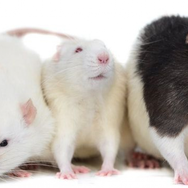 Achille, Balthazar, Cassius 