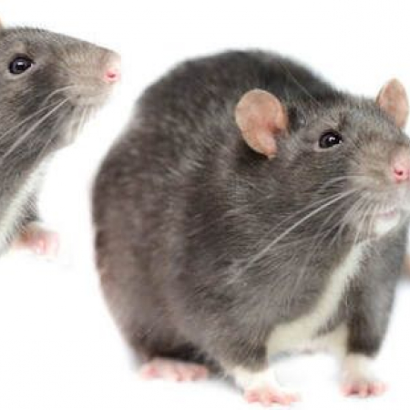 Alaric - Rongeur Rat à adopter