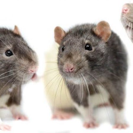 Sulivan - Rongeur Rat à adopter