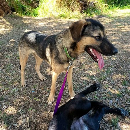 ELPIS - Chien à adopter