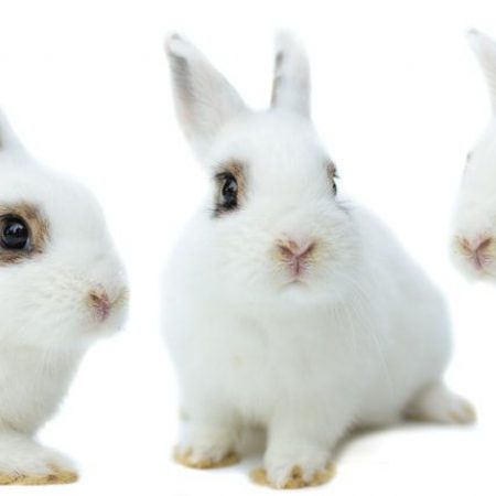 Nuts - Rongeur Lapin à adopter