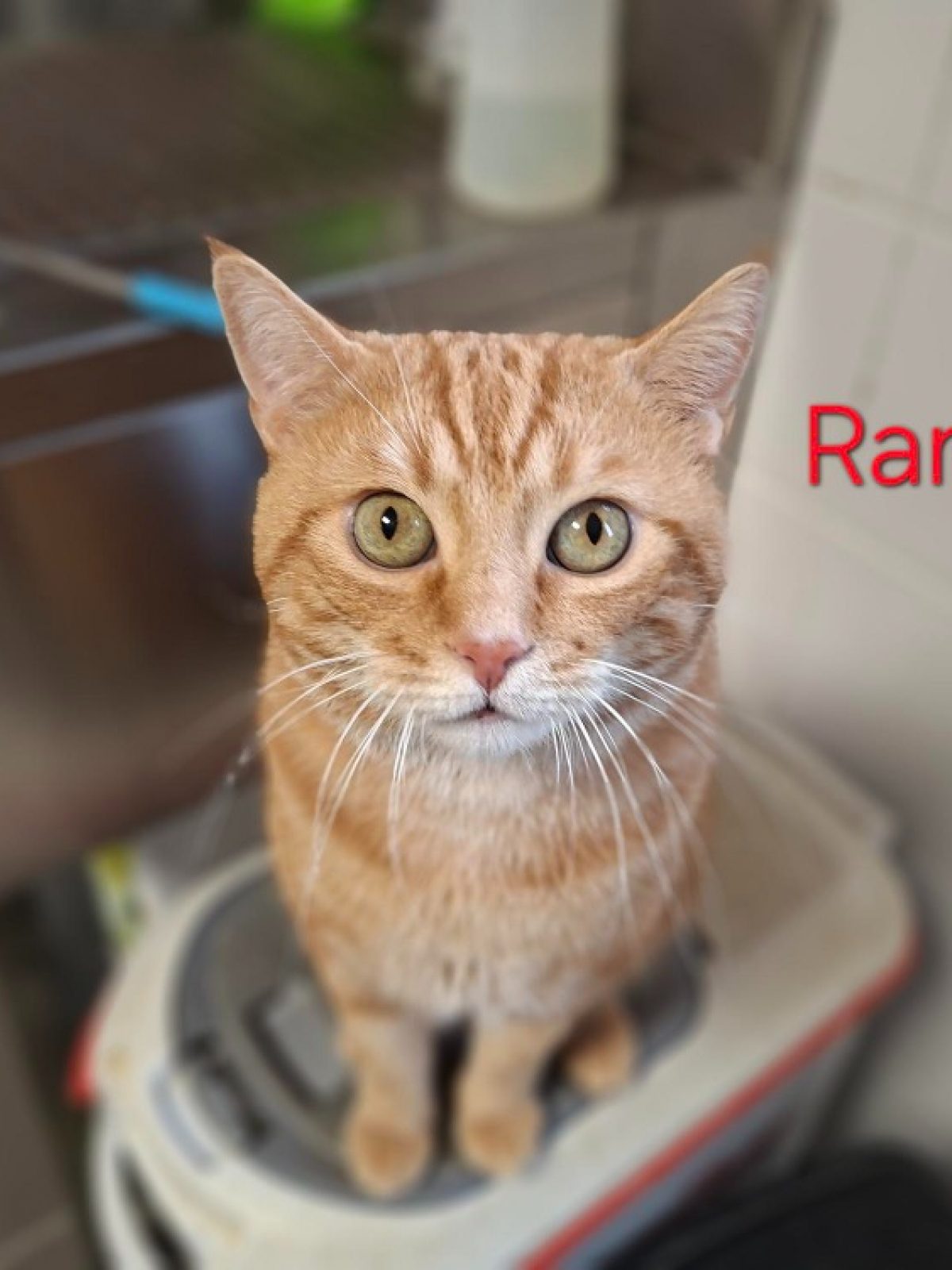 Rambo - Européen à adopter à Poulainville (80) - Animaux.fr