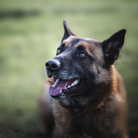 Thor - Chien Berger Belge Malinois à adopter