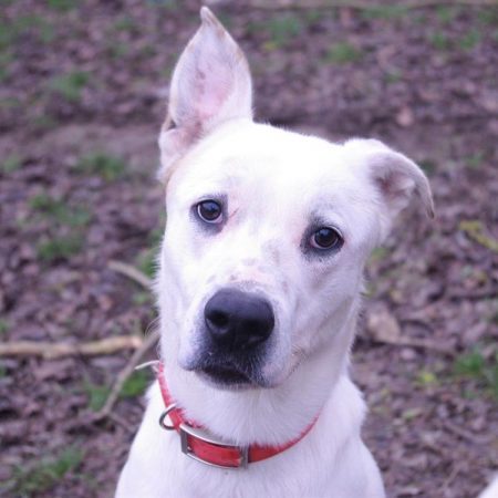 Fabio - Chien à adopter