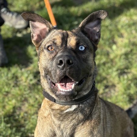 Rocky - Chien à adopter