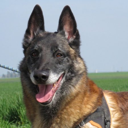 Sully - Chien Berger Belge Malinois à adopter