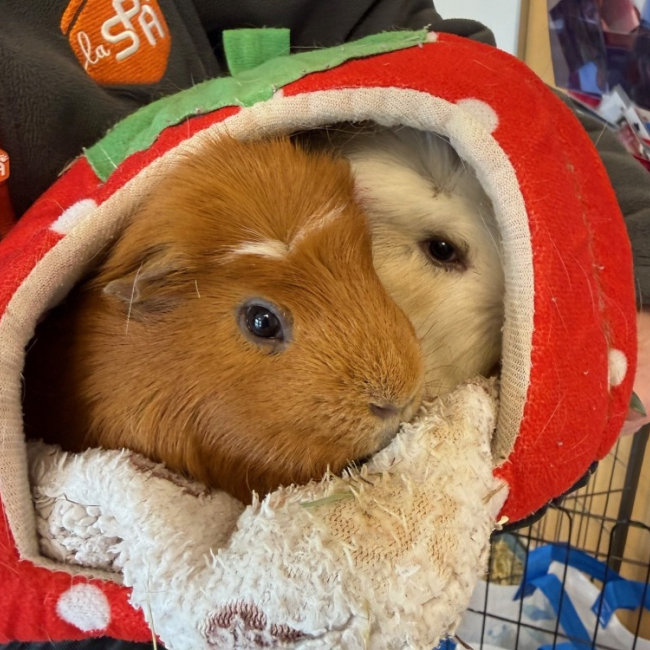 Photo de Kiki & chouchou