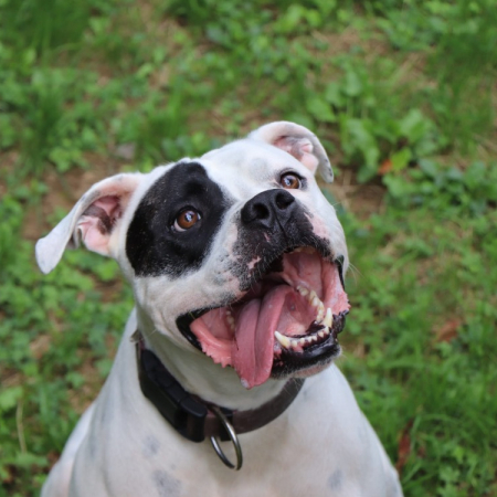 Photo de Tyson