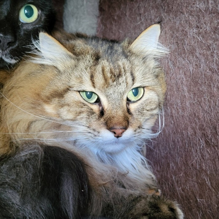 Photo de Tigrou