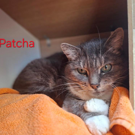 Photo de Patcha