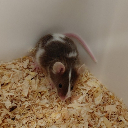 Photo de Martini