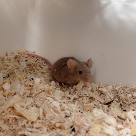 Photo de Mimosa