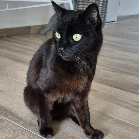 Photo de Zorro