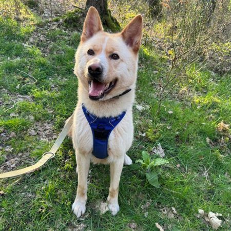 Pouchi - Chien Akita Inu à adopter