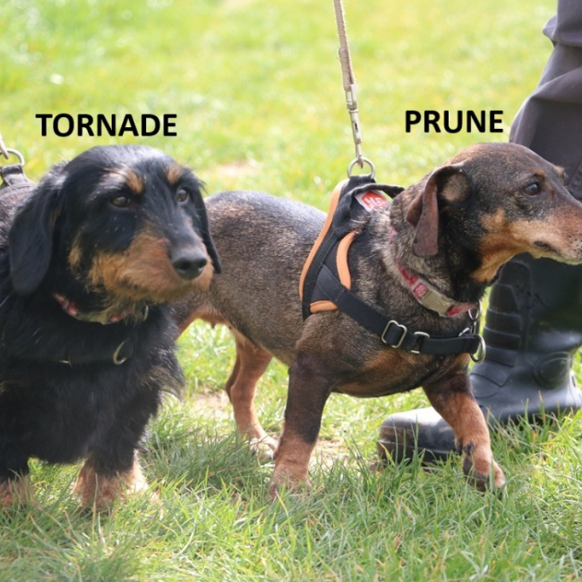 Prune