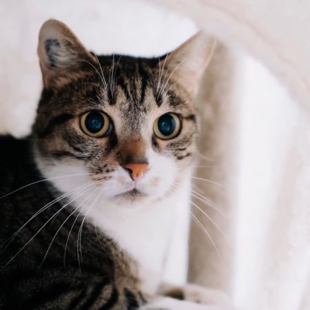 Yuki - Chat Européen à adopter