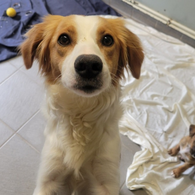 Photo de Choupinette