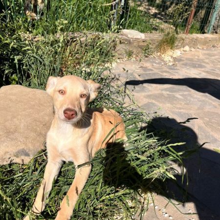 SoNice - Chien à adopter