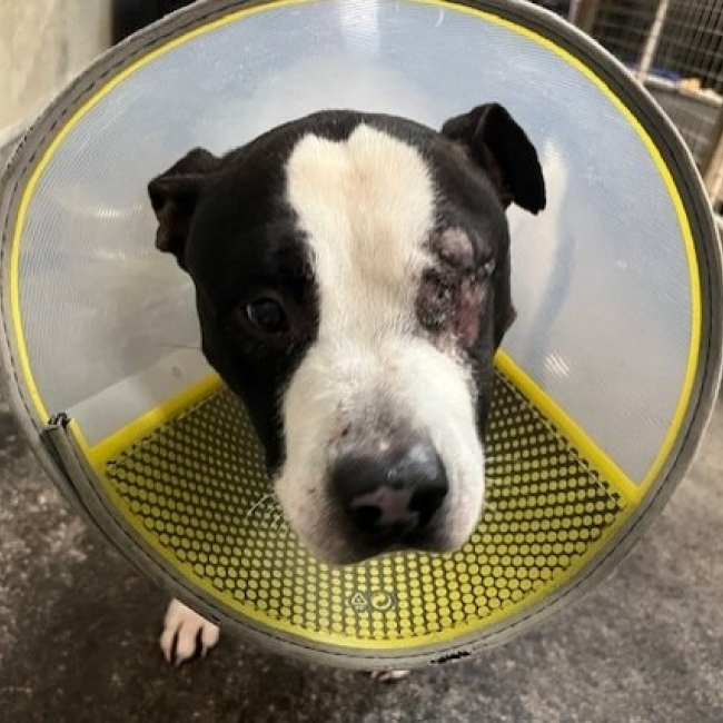 Eduardo recherche famille relais