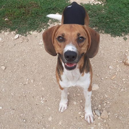 Chorizo - Chien à adopter