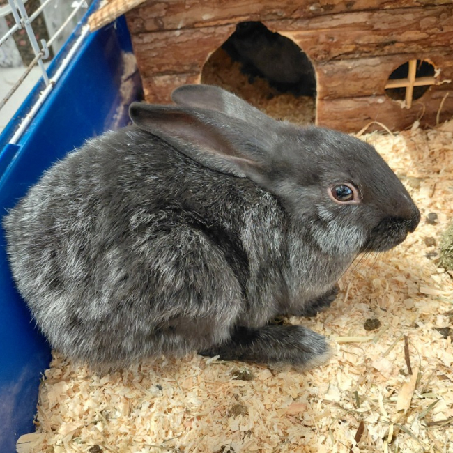 Photo de Nesquick dit zorro