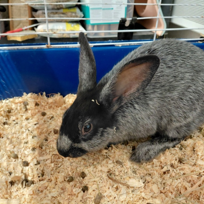 Photo de Benco dit antonio