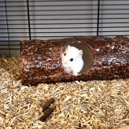 Harry - Rongeur Hamster à adopter