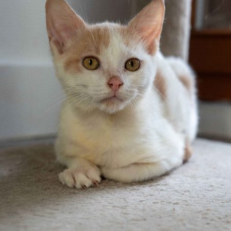 TIGER & PHENIX - Chat Européen à adopter