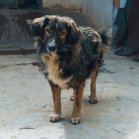 ILDE - Chien à adopter