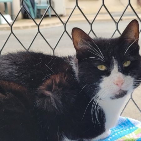 Chance - Chat Européen à adopter