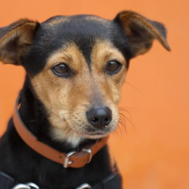 Photo de Laitue dite soukie