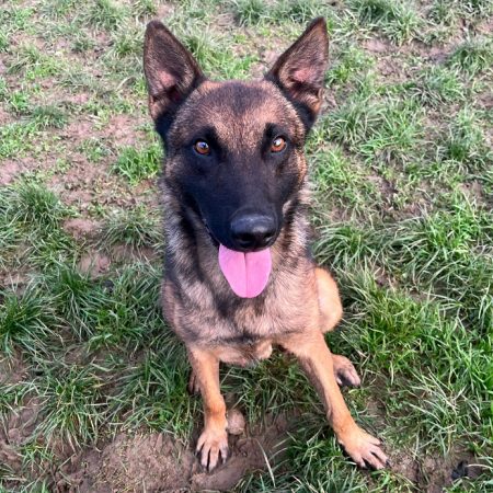 Tayson - Chien Berger Belge Malinois à adopter