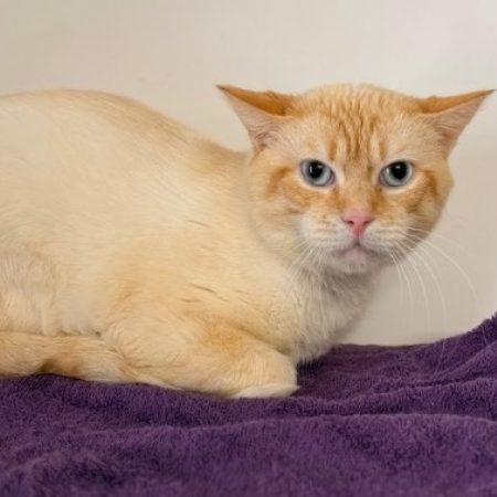 Aldo - Chat Européen à adopter