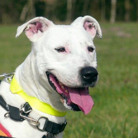 Iris - Chien à adopter