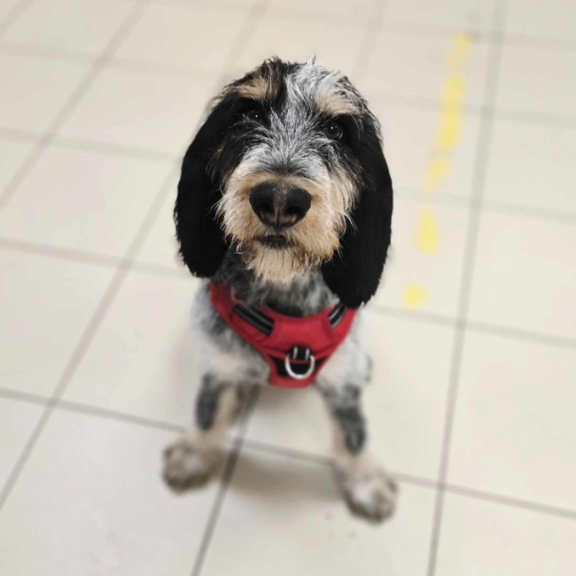 Photo de Otis