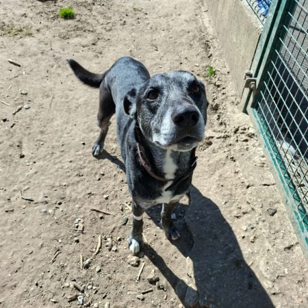 Belzebuth - Chien à adopter