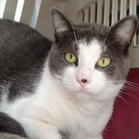 Maunaloa - Chat Européen à adopter