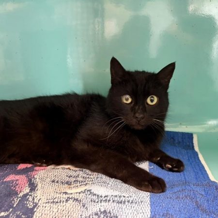Princesse - Chat Européen à adopter