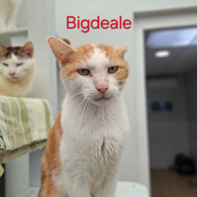 Bigdeale