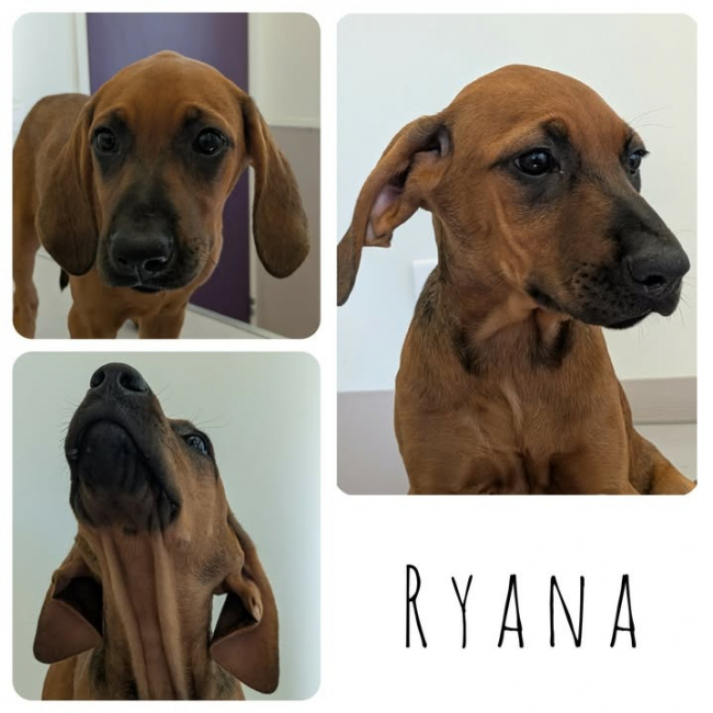 Ryana