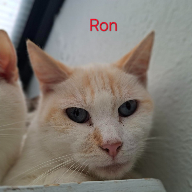 Ron