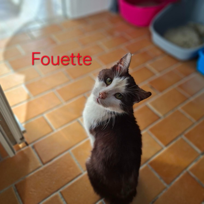 Fouette