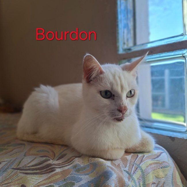Bourdon