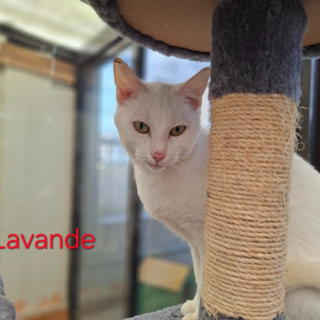 Photo de Lavande