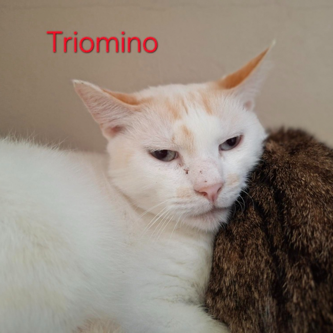 Photo de Triomino